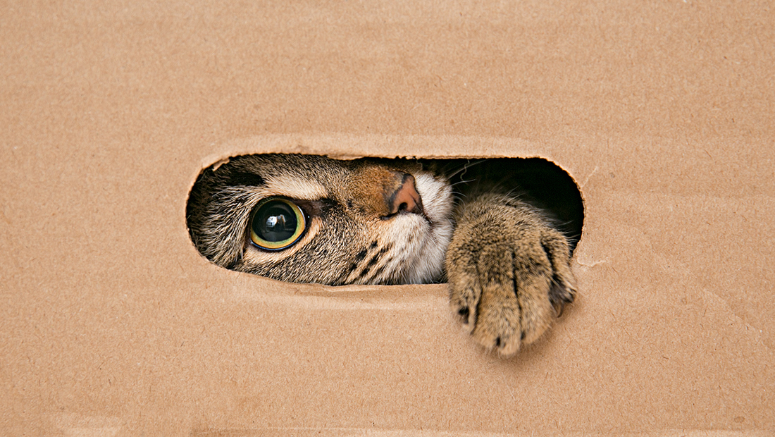 gato jugando con caja de cartón