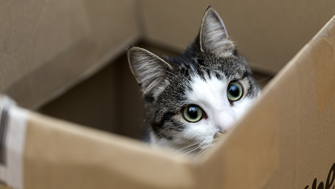 gato jugando con caja de cartón