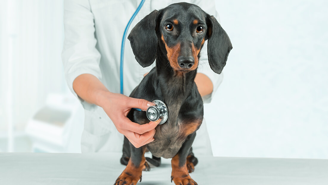 doctor revisando a perro