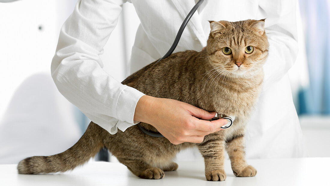 doctor revisando. gato