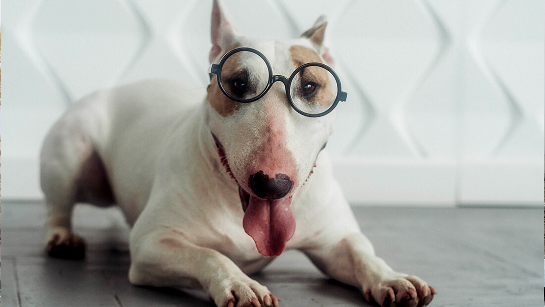 perro bull terrier con lentes