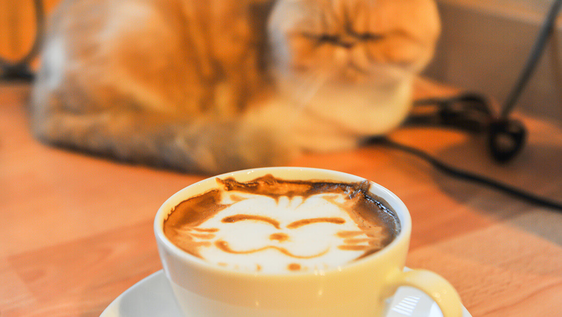 café de gato