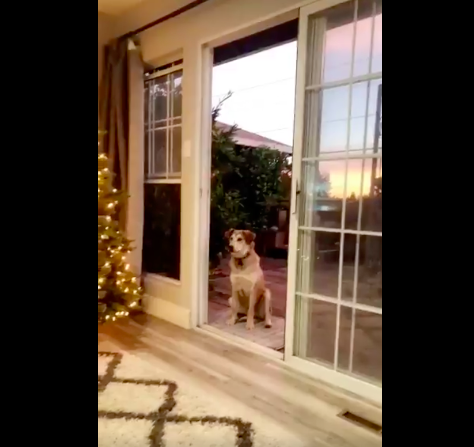 perro sentado en la puerta