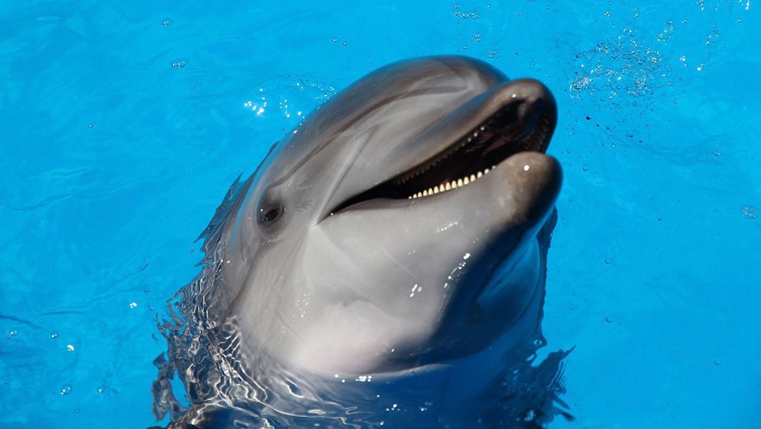 delfín sonriendo