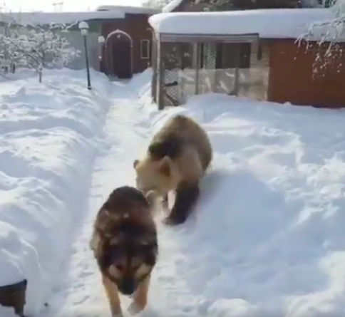 oso jugando con perro en la nieve