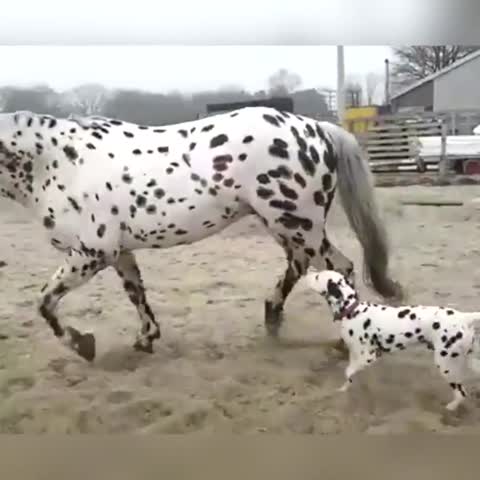 caballo y perro dálmata