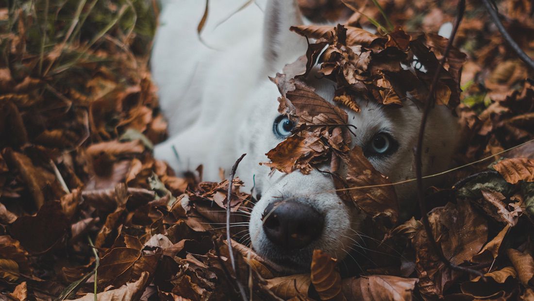perro jugando con hojas