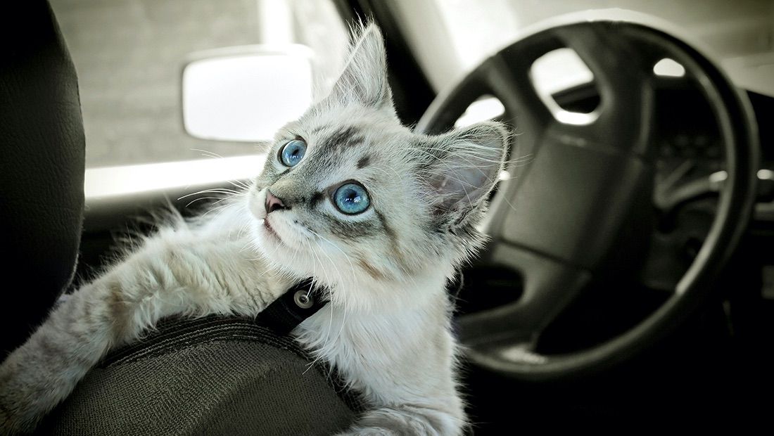 gato viajando en un auto