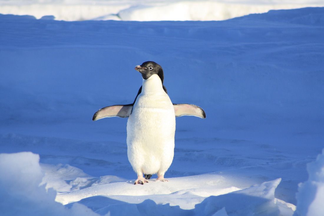 video de pingüino