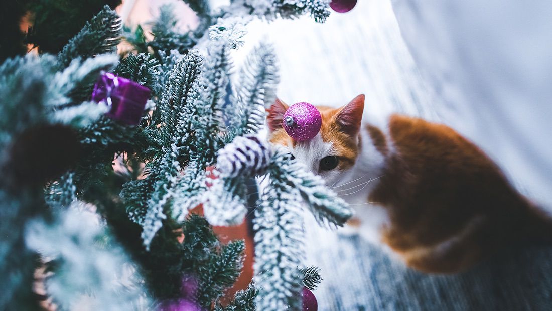 gato con árbol de navidad