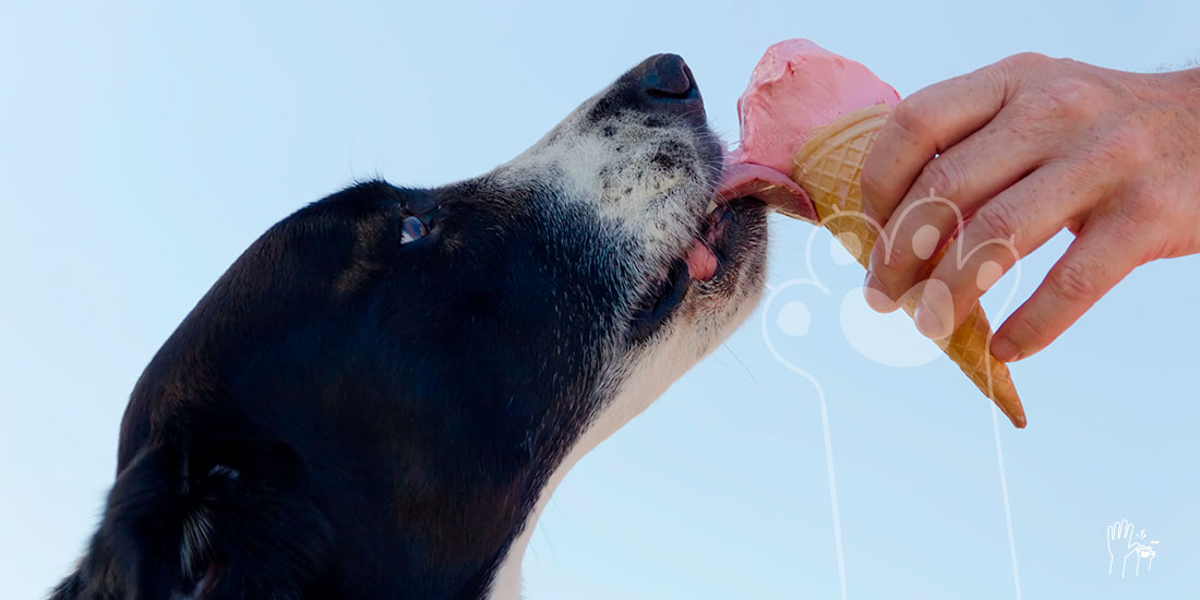 Perro negro y blanco comiendo helado