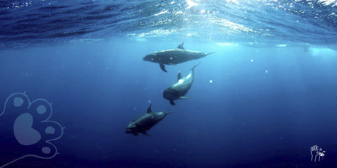 5 Animales marinos impresionantes