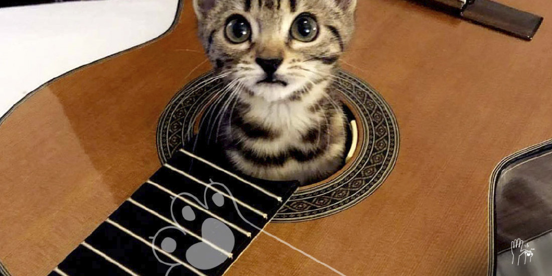concierto para gatos