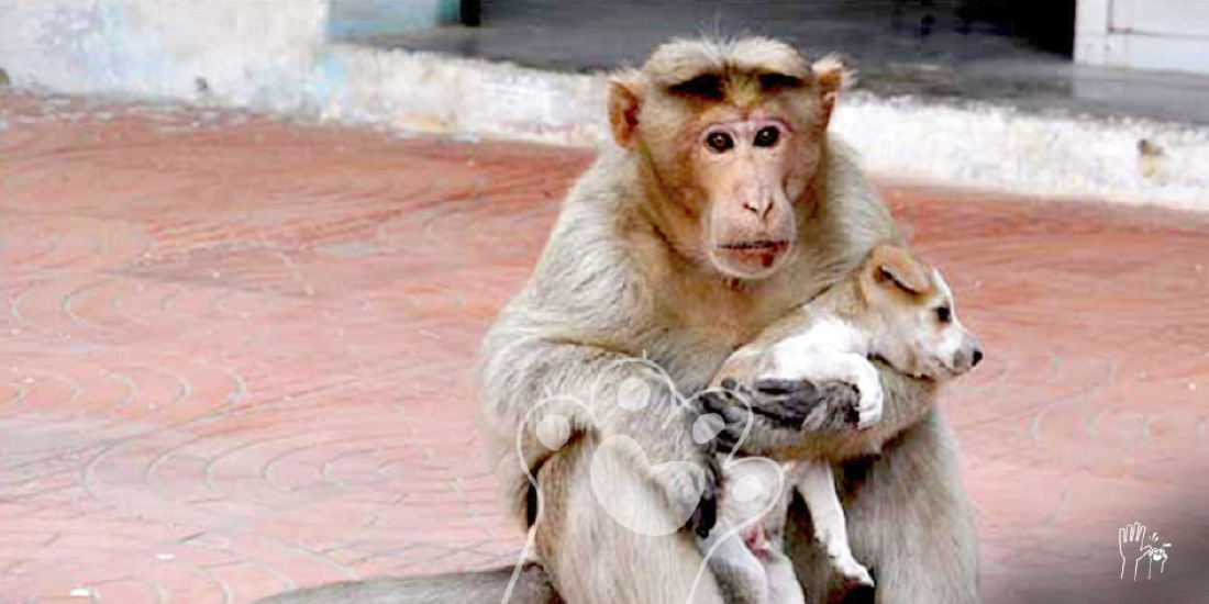 mono adopta cachorro