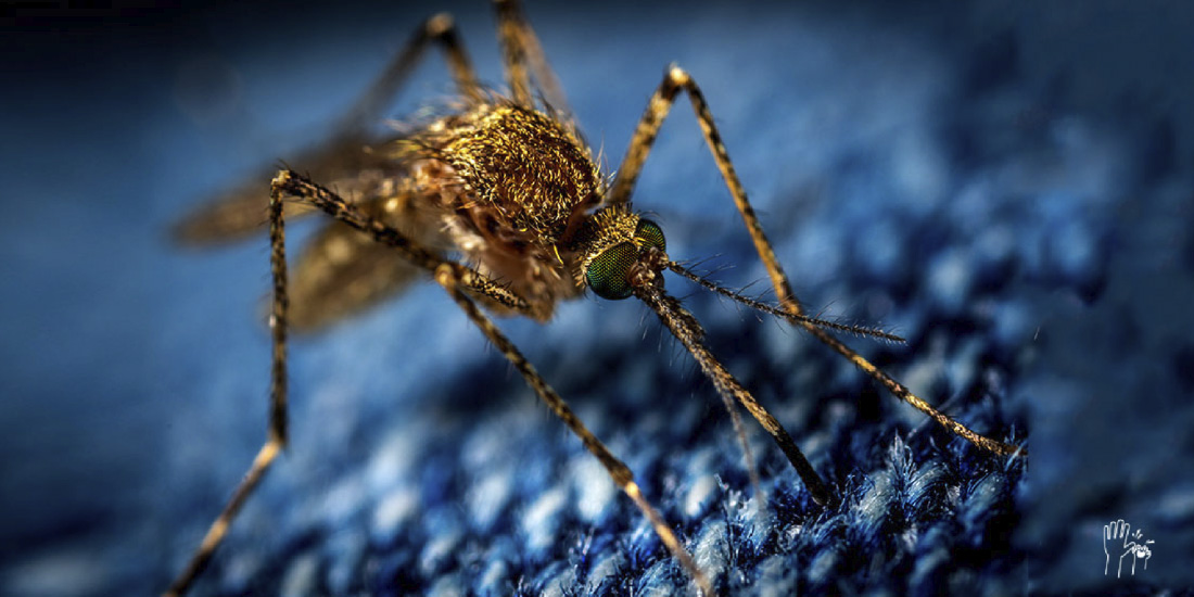 cinco cosas que no sabías de los mosquitos