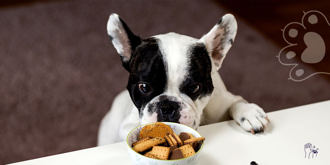 galletas para perro