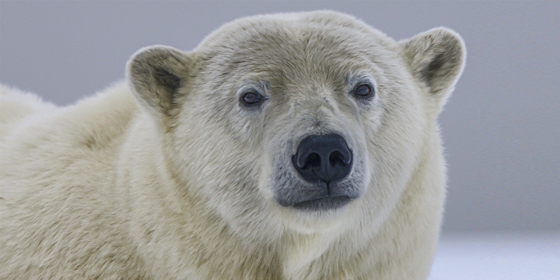 10 datos sorprendentes sobre los osos polares