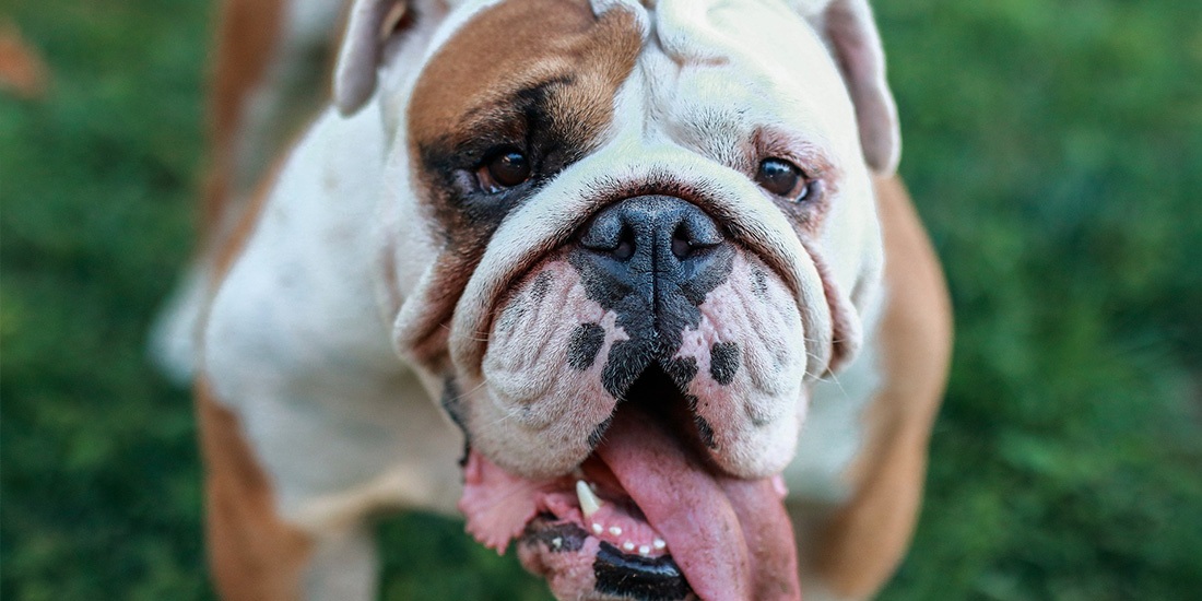 5 razas de perros más propensas a la obesidad