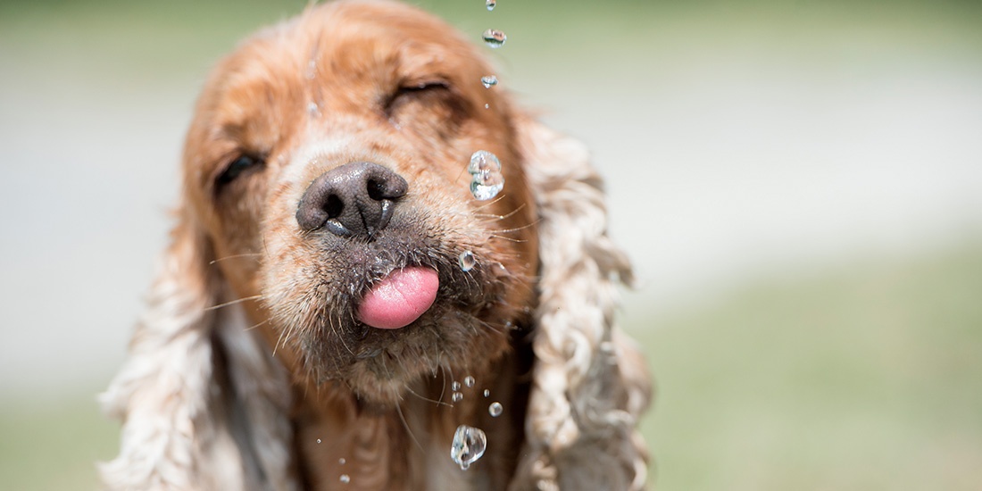 6 consejos para proteger a tu mascotas del calor
