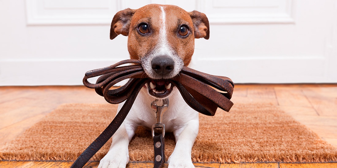 6 pasos básicos de adiestramiento canino