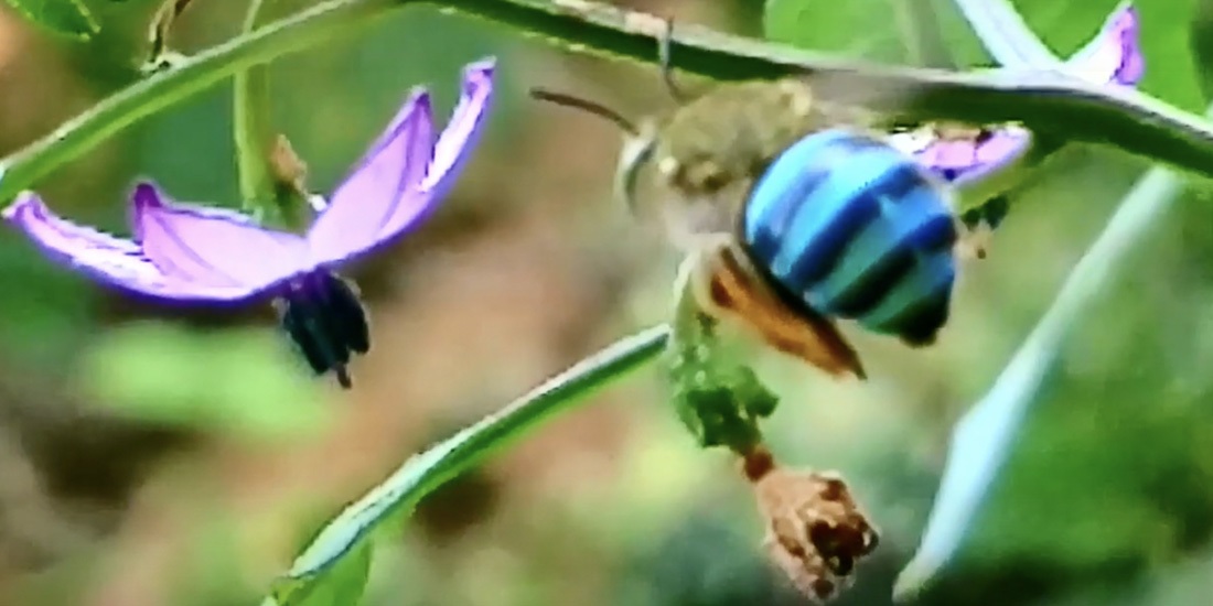 abejas azules en australia