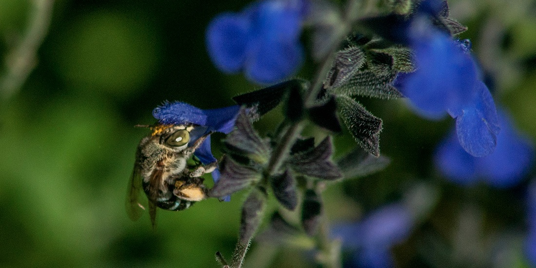 abejas azules en australia