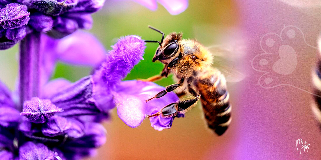 las abejas se están beneficiando del confinamiento por covid-19