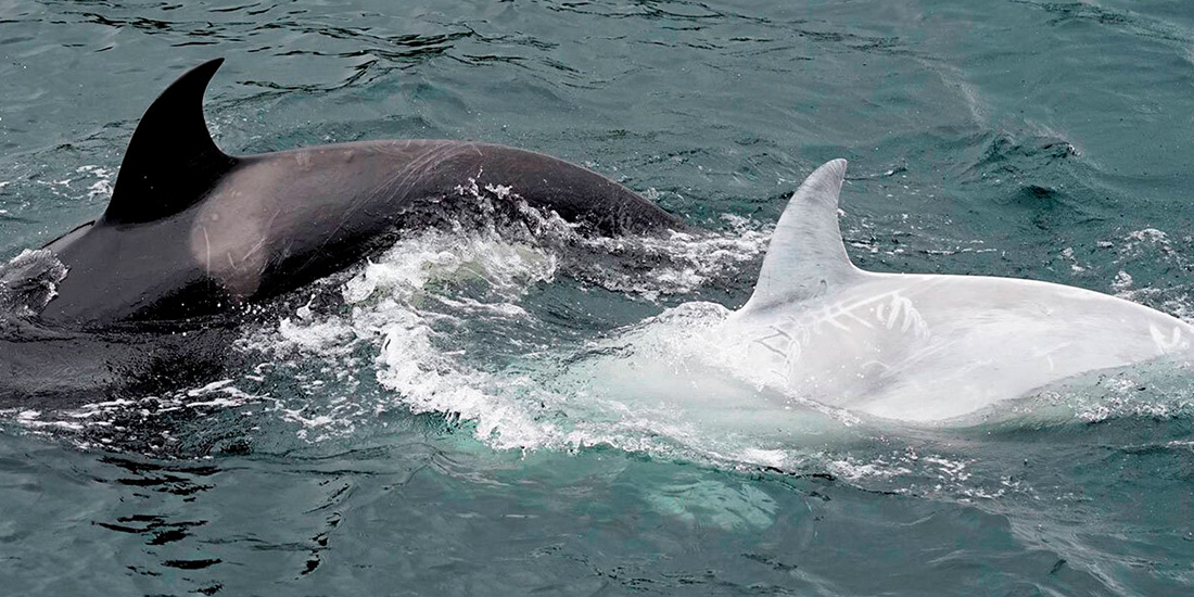 aparece orca blanca en las costas de alaska