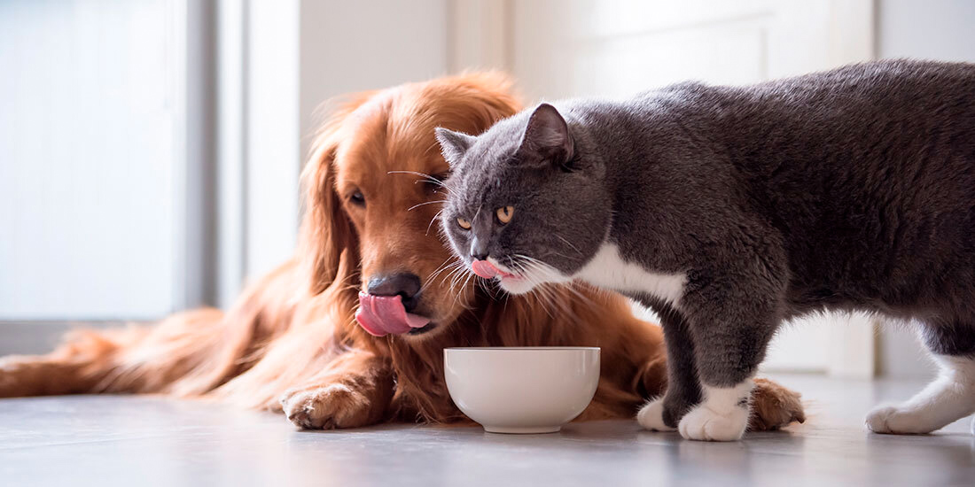 qué es la bi-nutrición para mascotas