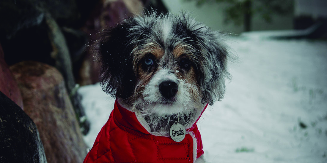 cómo proteger a tu mascota del frío