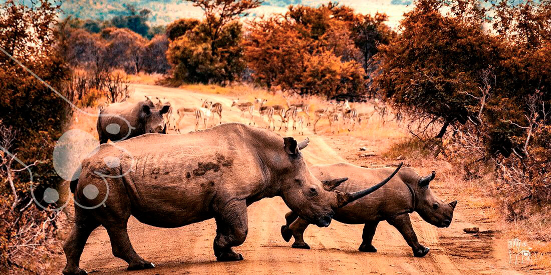 Día del rinoceronte