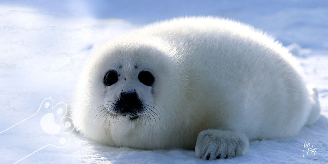 día internacional contra la matanza de las focas