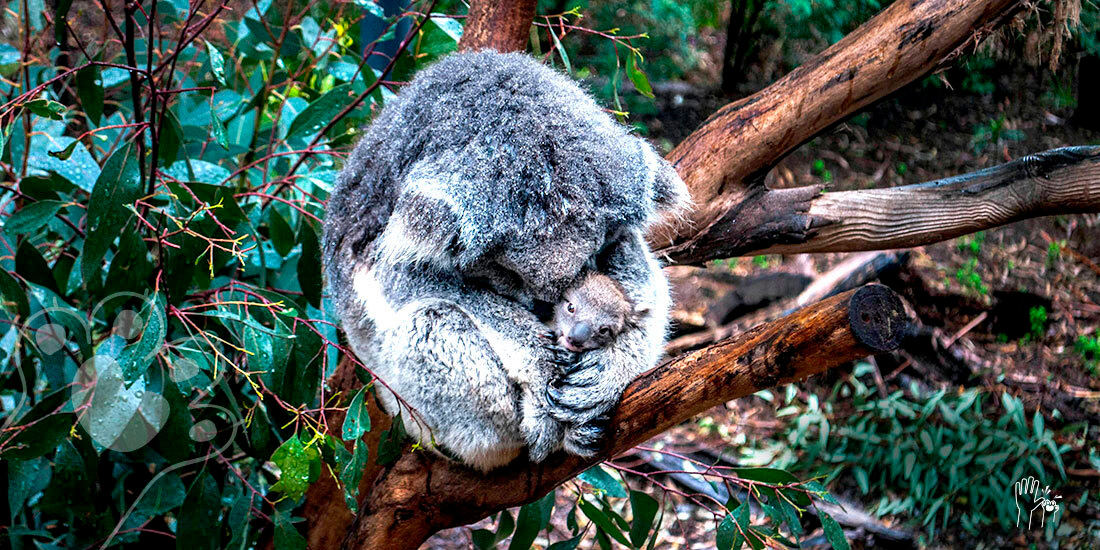 en australia nace el primer koala tras incendios