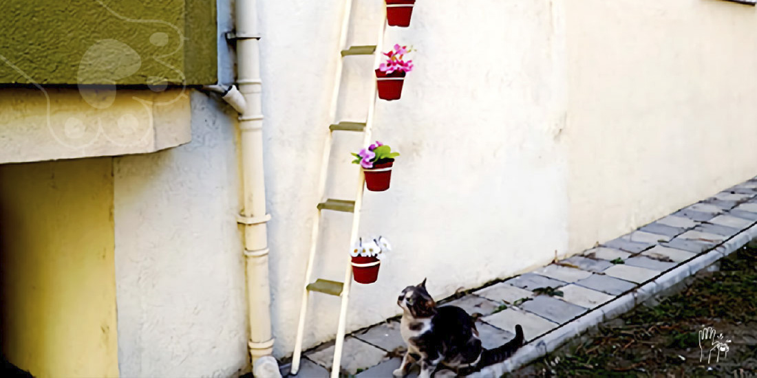 escalera mágica para animales callejeros