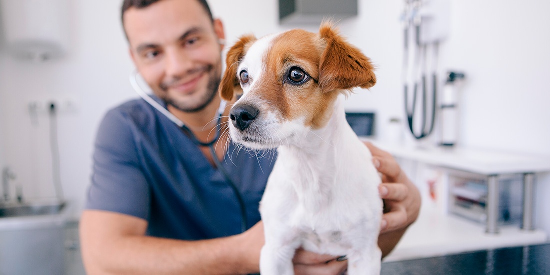 importancia de esterilizar a tu mascota