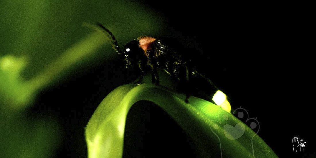 luciérnagas se suman a especies en peligro de extinción
