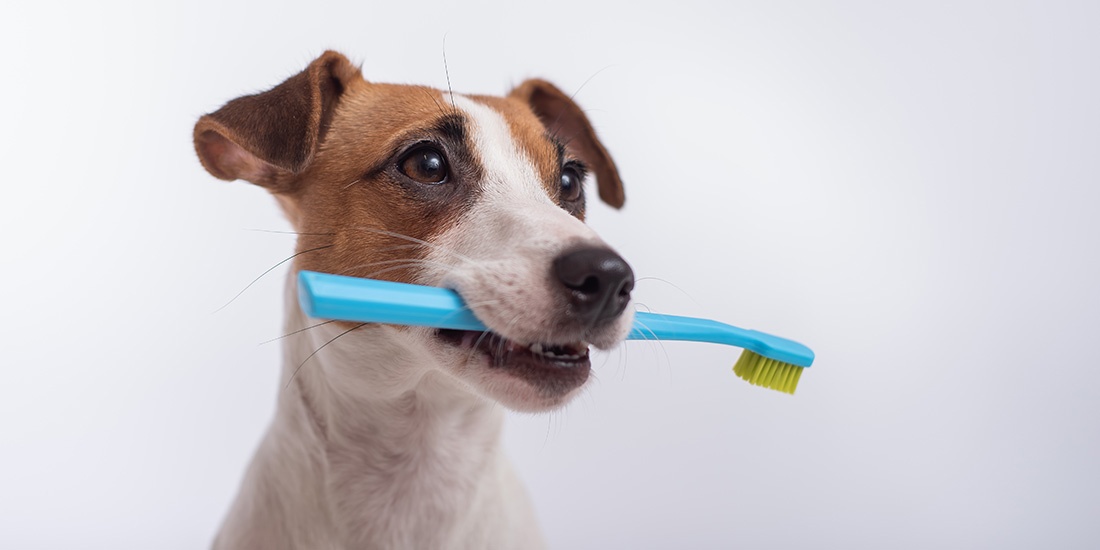 mal aliento puede significar enfermedad dental en tu perro