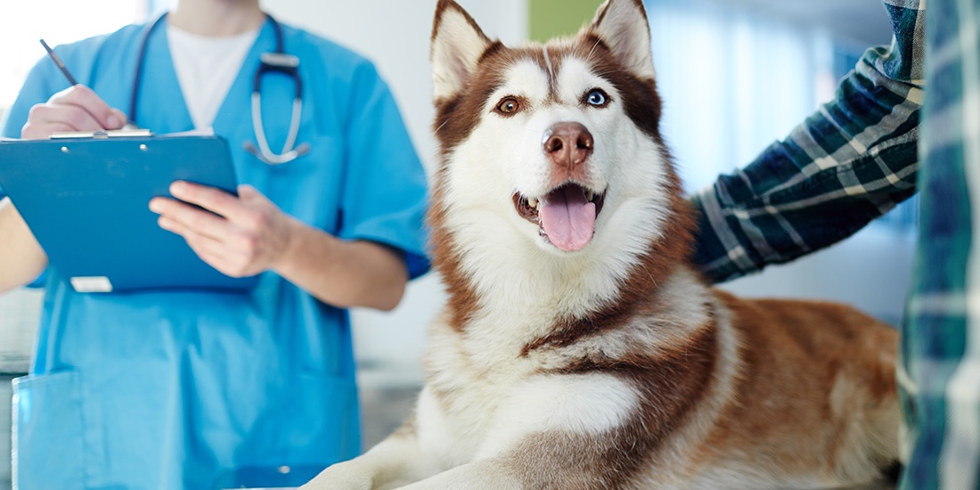mal aliento puede significar enfermedad dental en tu perro