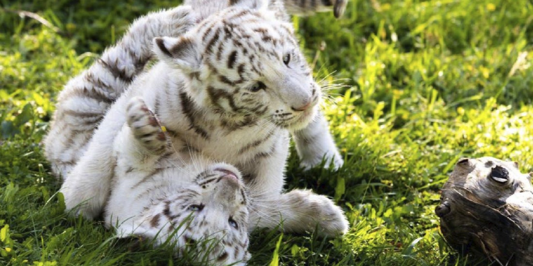 nacen tres tigres albinos en francia