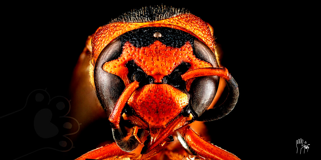 plaga de avispones asesinos un peligro para las abejas