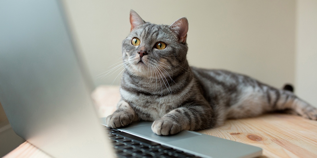 por qué a los gatos les gustan las computadoras