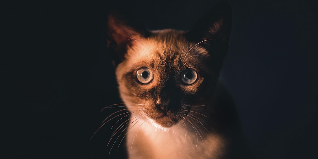 por qué les brillan los ojos a los gatos en la oscuridad