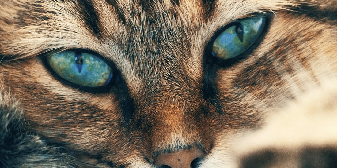 por qué les brillan los ojos a los gatos en la oscuridad