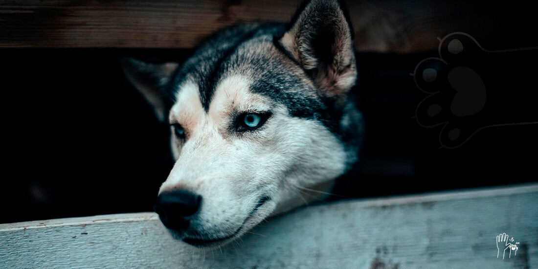 husky tienen los ojos azules