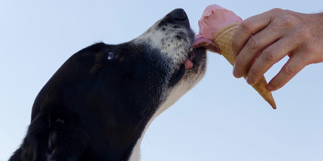 puede comer helado mi mascota