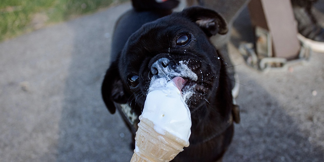puede comer helado mi mascota
