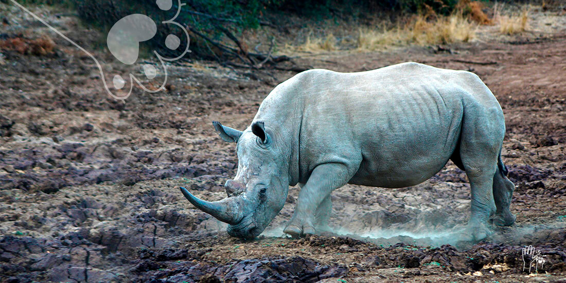 rinoceronte blanco en peligro por coronavirus