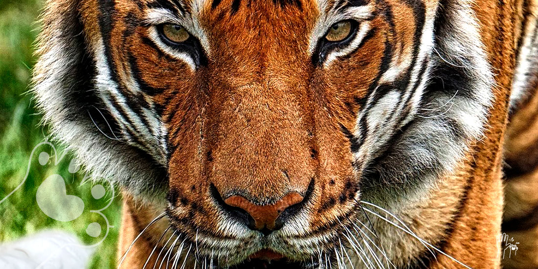 tigre da positivo a covid-19 en un zoo de nueva york