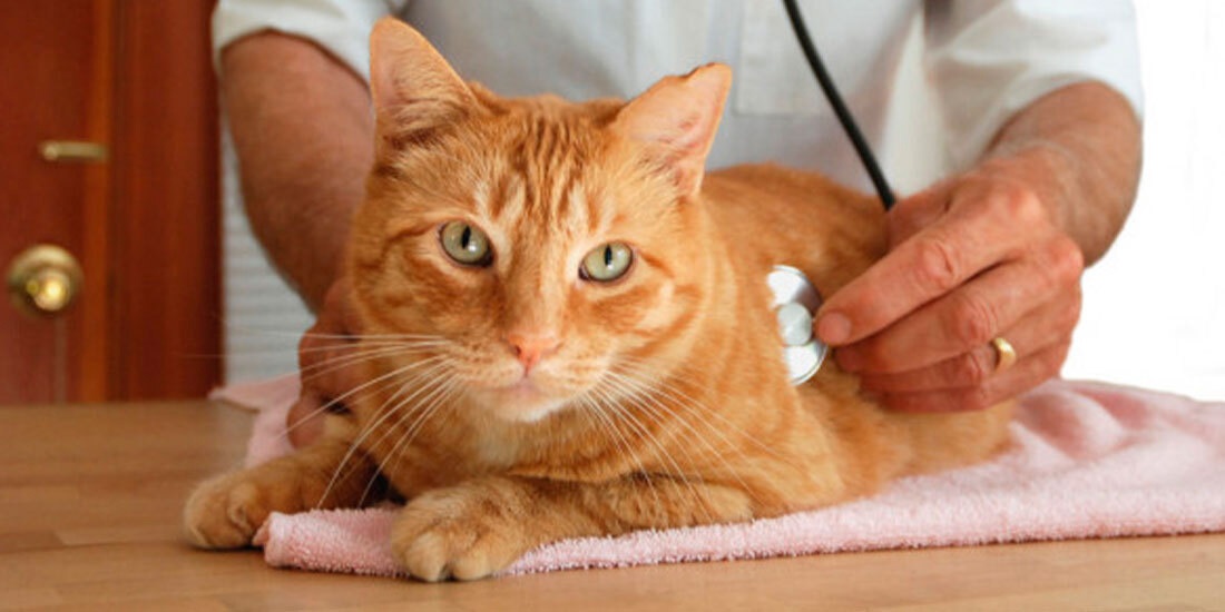 tips para llevar a tu gato al veterinario