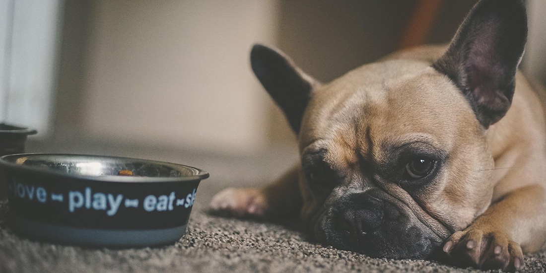 trastornos alimentarios más comunes en perros